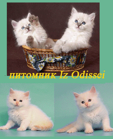 Продам: Более 10 Невских Маскарадных котят !!!