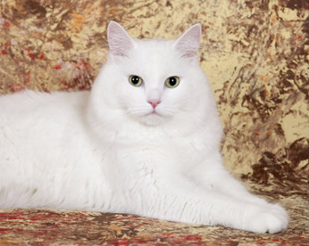 Отдам даром: Белый кот