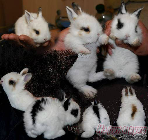 Продам: НЕДОРОГО декоративные карликовые кролики
