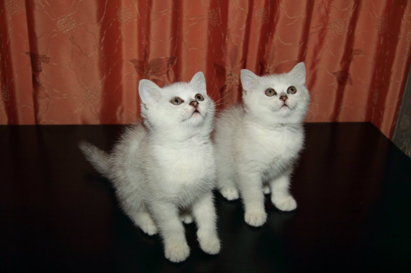 Продам: Британские плюшевые котята
