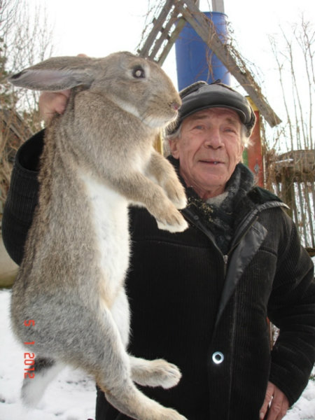 Продам: Кролики Великаны. Впервые в Рыбинске.