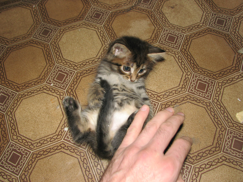 Продам: сибирские котята  (полосатые...;)