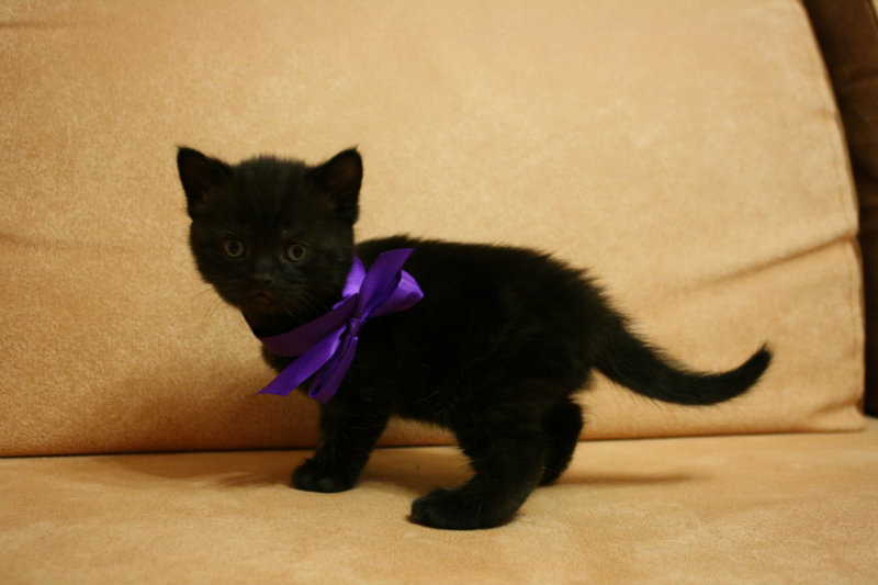 Продам: котенка британской короткошерстой породы