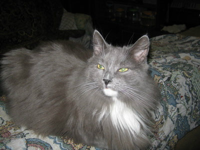 Отдам даром: Шикарная кошка, метис нибелунга, 2 года