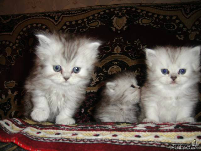 Продам: Очаровательные персидские котята!!!