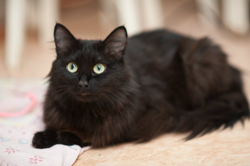 Продам: черную длинношерстную кошку
