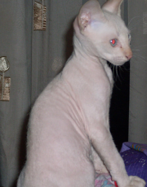 Продам: котенок  породы сфинкс