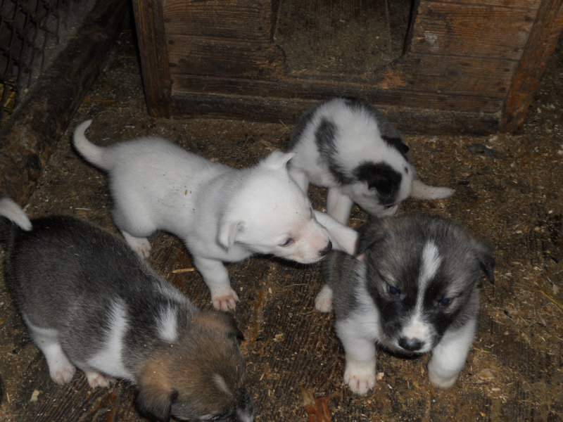 Продам: Продам щенков восточно-сибирской лайки