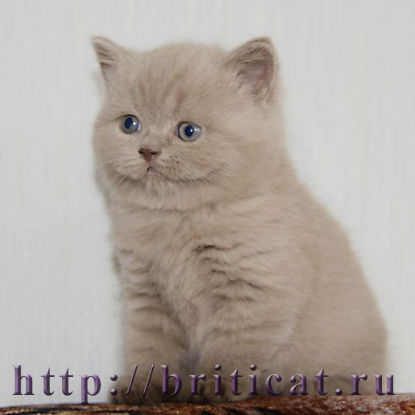 Продам: британского плюшевого котенка