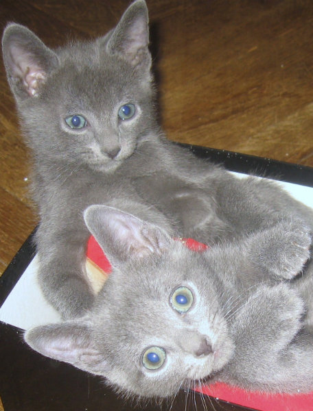 Продам: русские голубые котята