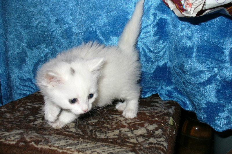 Продам: беленький ,пушистый котенок