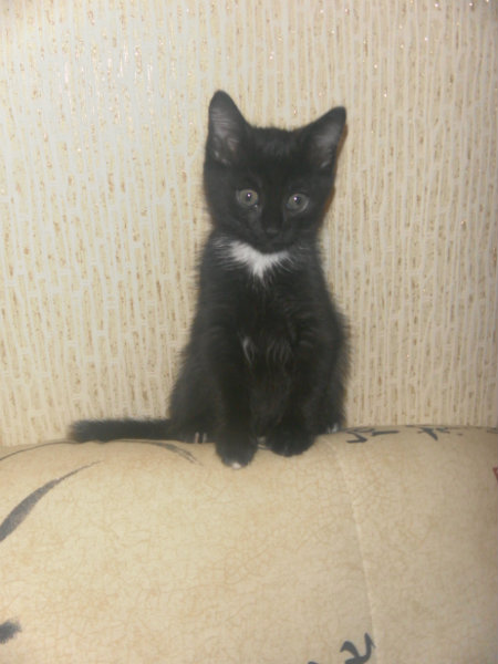 Отдам даром: Черно-белого котенка (мальчик)