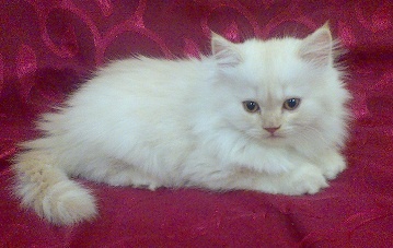 Продам: Alteya, шотландский котенок (девочка)