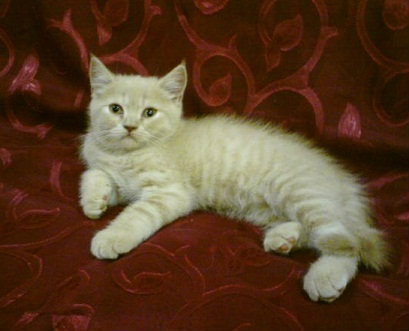 Продам: Avalon, шотландский котенок