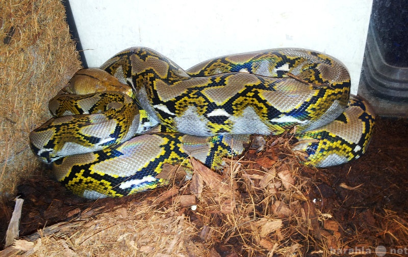 Продам: Сетчатый питон (Python reticulatus)