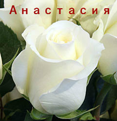 Продам: Лучшие саженцы роз из Краснодара для дач