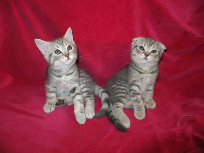 Продам: Шотландские котята из Челябинска