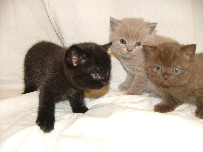 Продам: Британские котята черный, лиловый и шоко