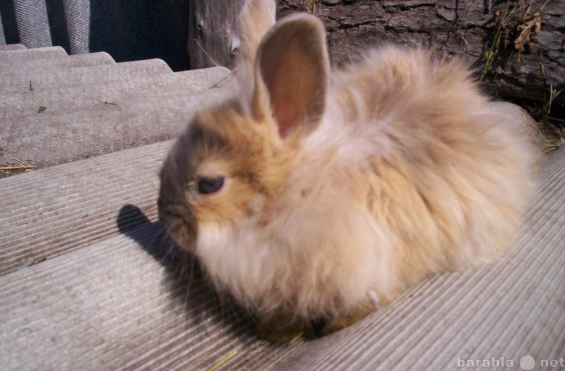 Продам: кролик декоративный