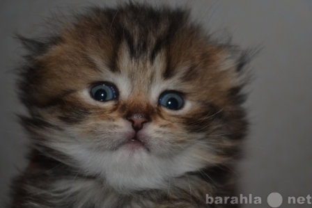 Продам: Шотландские  котята из Челябинска