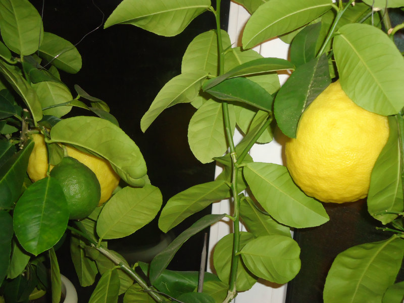 Продам: дерево лимон плоды. большие !