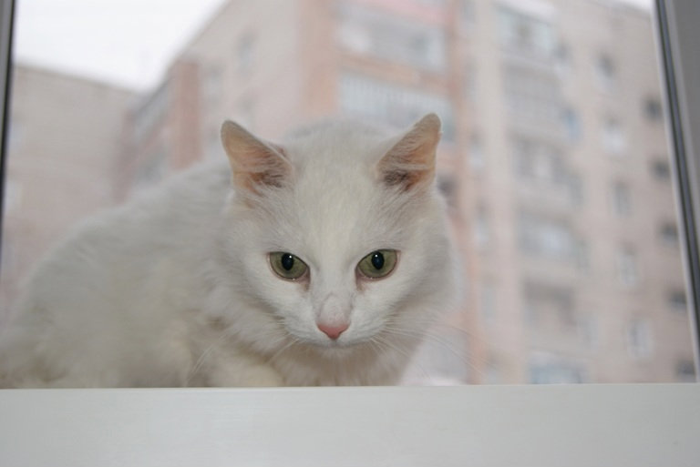 Отдам даром: Зеленоглазая, белая и пушистая кошка.