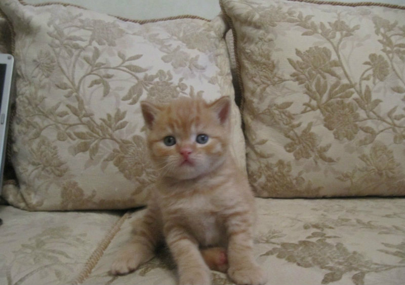 Продам: британский котенок