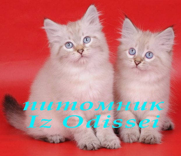 Продам: Более 10 Невских Маскарадных котят !!!