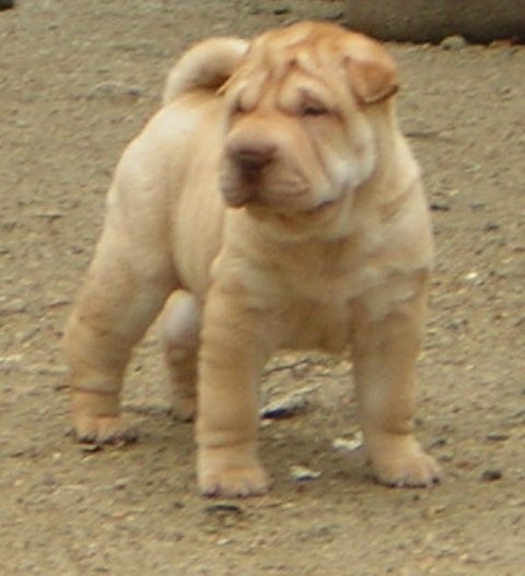 Продам: Шарпей щенки в Екатеринбурге