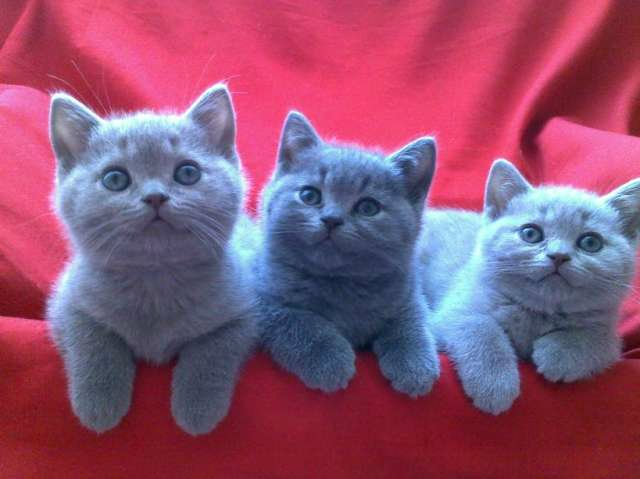 Продам: Настоящие плюшевые британские котята