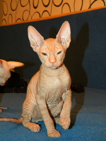 Продам: Котятя породы Донской сфинкс