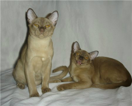 Продам: Бурманские котята, ласковое чудо!