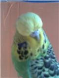Продам: Продаются выставочные волнистые попугаи