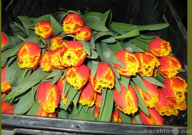 Продам: тюльпаны и крокусы