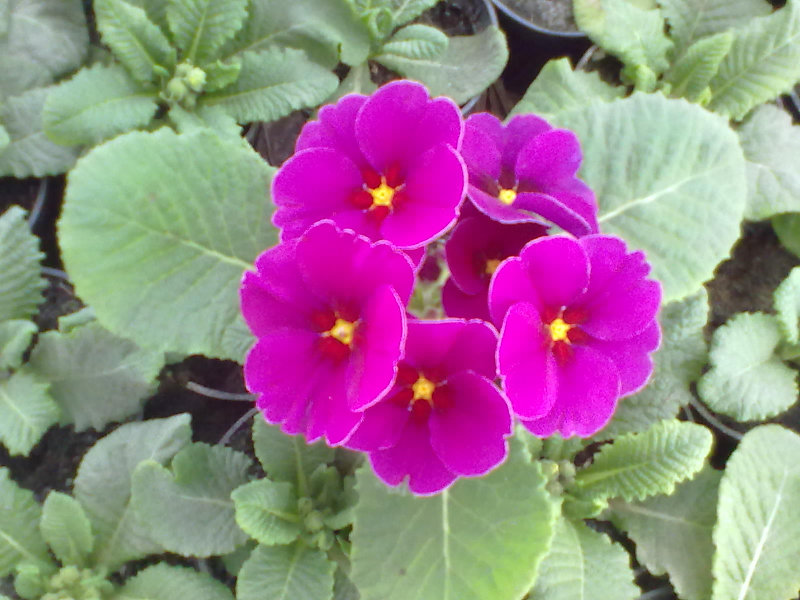 Продам: цветок Примула