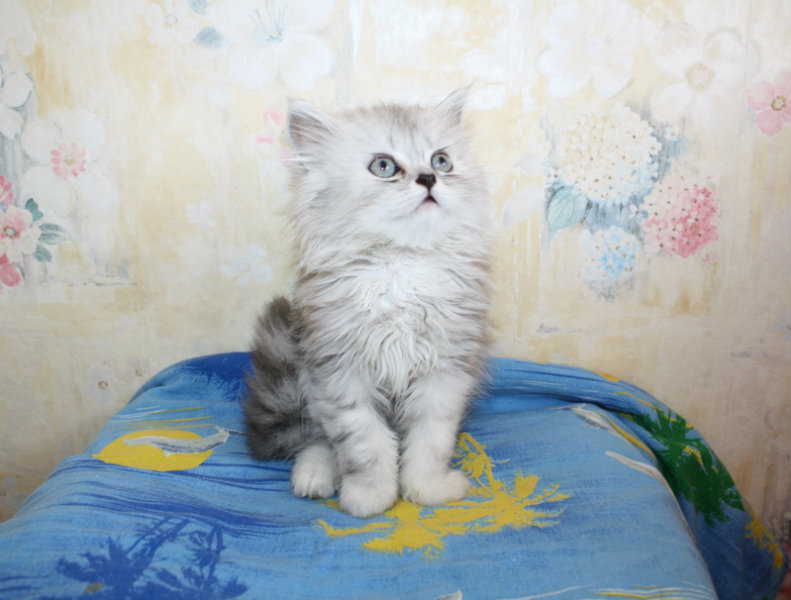 Продам: Котята персидской шиншиллы