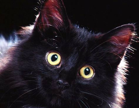 Отдам даром: чёрных котят и 2-х кошек.