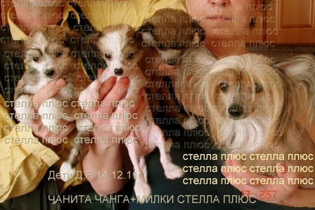Продам: Китайская хохлатая щенки