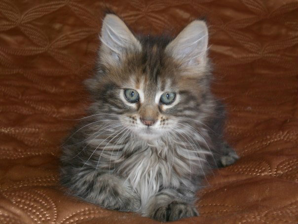 Купить кошку в пензе. Сибирский кот Пенза. Котята в Пензе. Купить Сибирского котенка в Пензе.