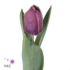 Продам: Прямые поставки тюльпанов Голландия
