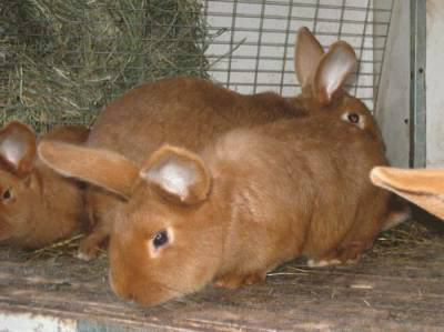 Продам: Племенные кролики мясных пород