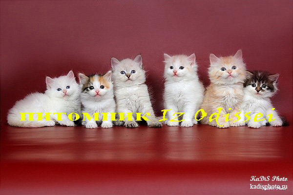 Продам: Более 20 Сибирских котят !!!