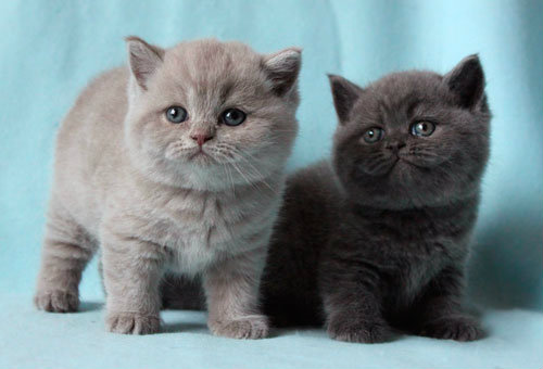Продам: Британские котята - кошечки