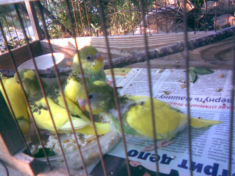 Продам: волнистых попугайчиков