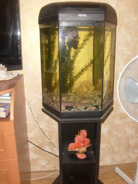Продам: аквариум с рыбкой