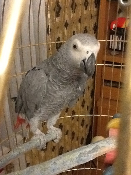 Продам: Жако (Серый Африканский попугай)