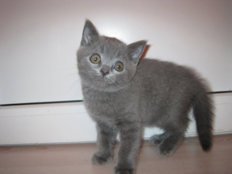 Продам: Британских голубых плюшевых котят