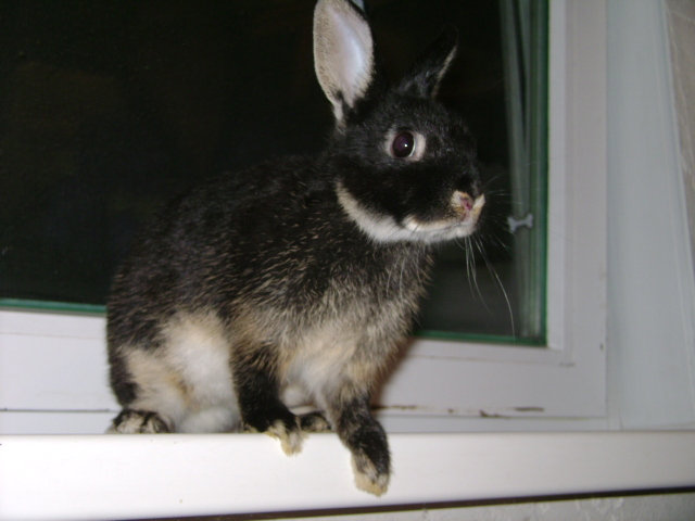 Продам: карликовые кролики