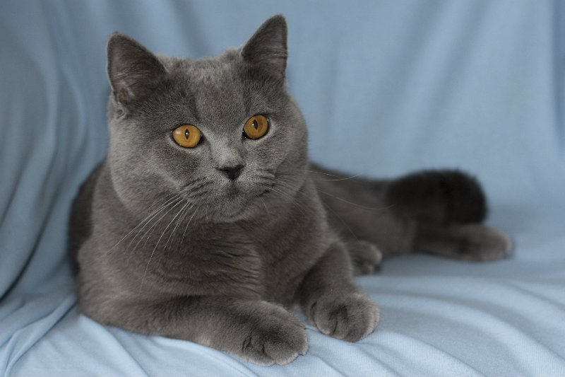 Продам: Шотландский короткошерстный кот на вязку