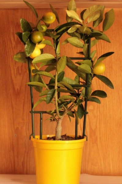 Продам: Лимонное деревце с лимончиками